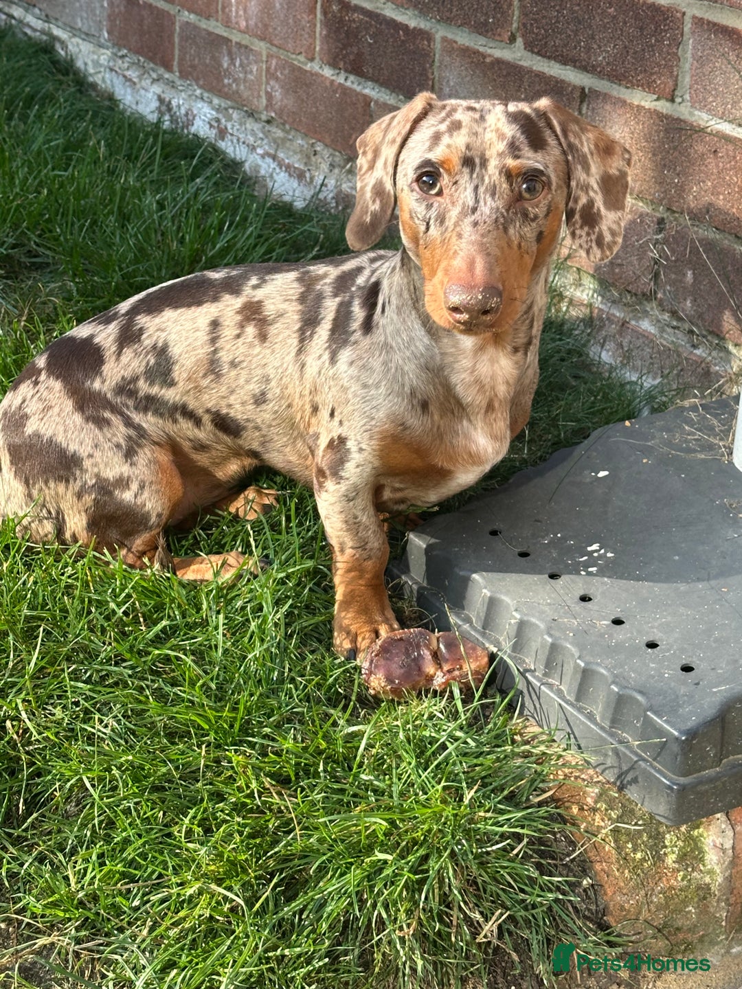 Miniature Dachshund dogs for sale: Miniature Chocolate Dapple Dachshund  - Image 10