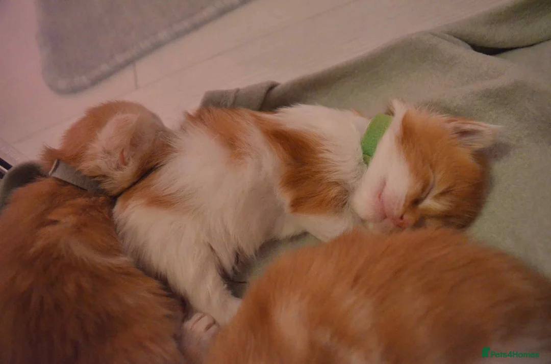 Maine Coon cats for sale: Maine coon kittens reds stunning pedigree’s  - Advert 7