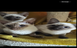 Siamese cats for sale: Siamese chocolate kittens - Image 14