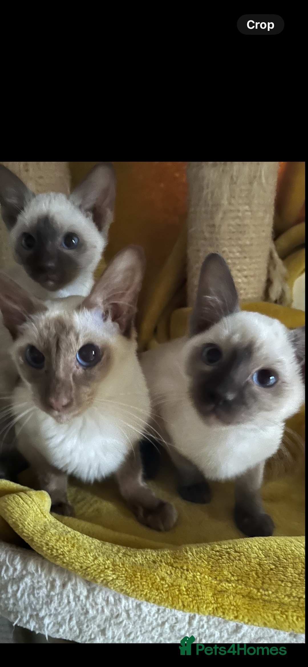 Siamese cats for sale: Siamese chocolate kittens - Image 14