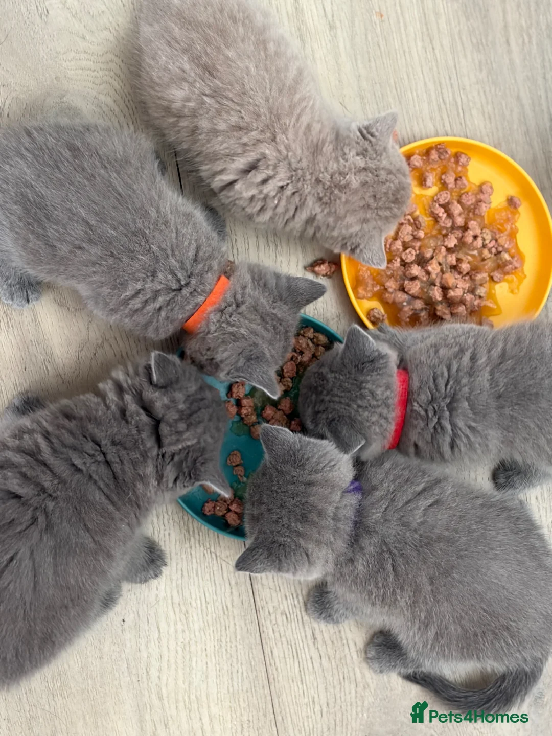British Shorthair cats for sale: Beautiful GCCF kittens - READY NOW - Advert 2