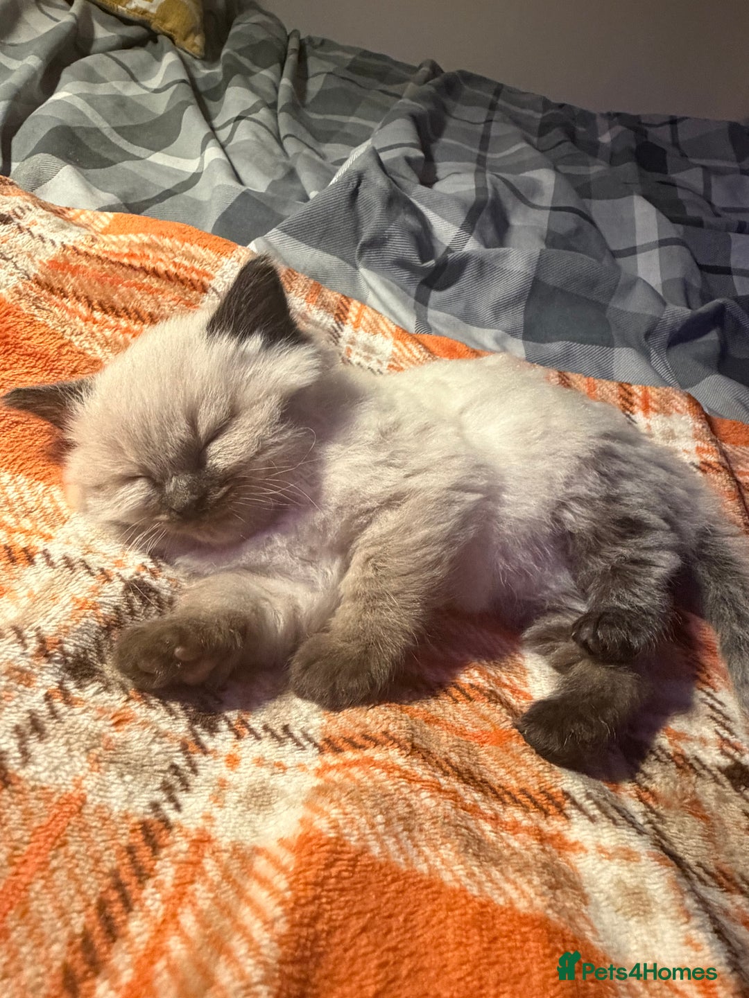 Ragdoll cats for sale: Purebred Ragdoll kitten (wobbly cat syndrome) - Advert 1