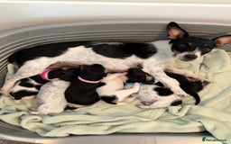 Jack Russell dogs for sale: Gorgeous Jack Russell Puppies - Image 2