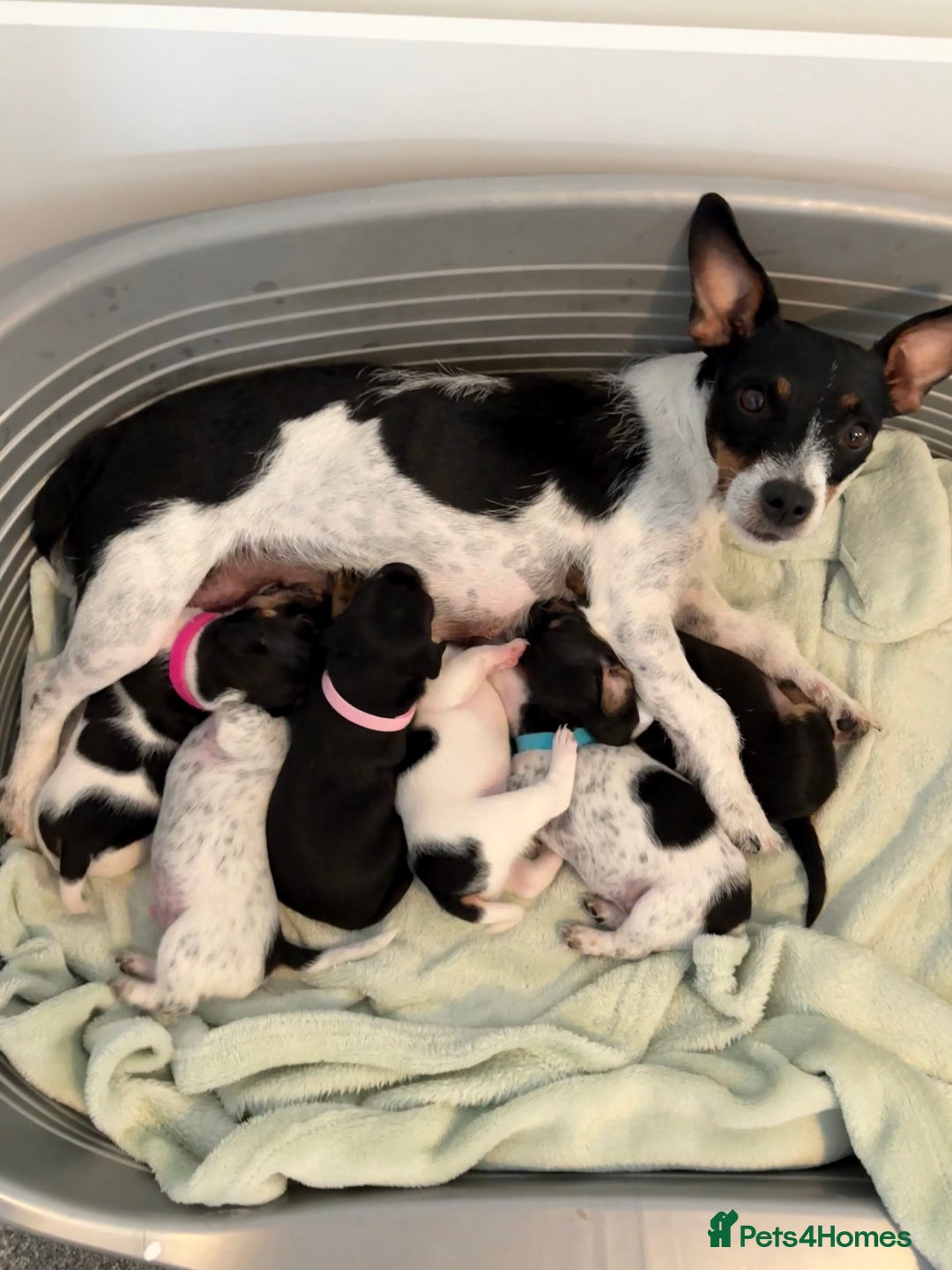 Jack Russell dogs for sale: Gorgeous Jack Russell Puppies - Image 2