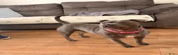 Staffordshire Bull Terrier dogs for sale: 1 left!! KC Blue Staffordshire Bull Terriers - Advert 3