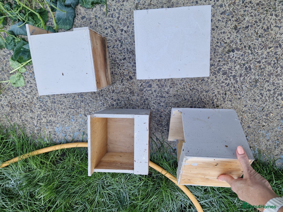 Quail poultry for sale: Ad Edited with more quail- Mealworm farm for quail - Advert 14