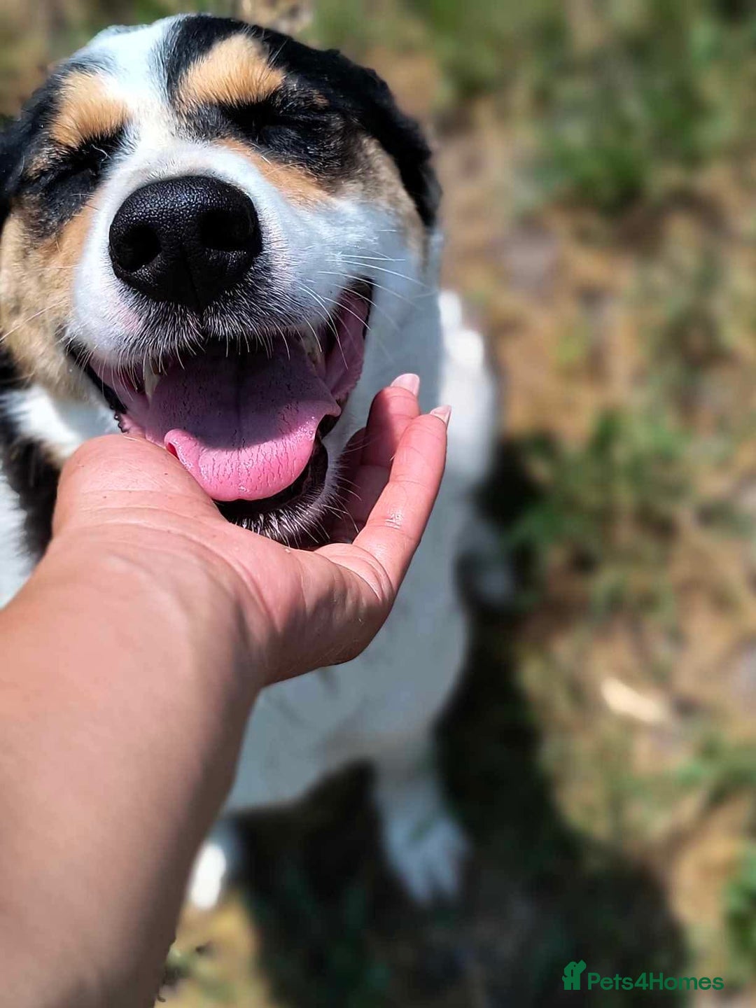 Mixed Breed dogs for adoption: Connie is looking for a home of her own! - Advert 3