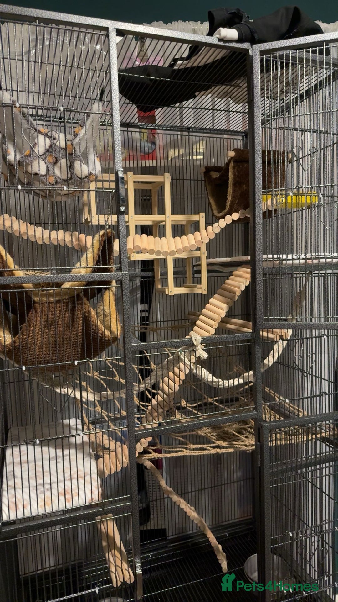 Rat rodents for sale: 3 female rats for rehoming - Image 8