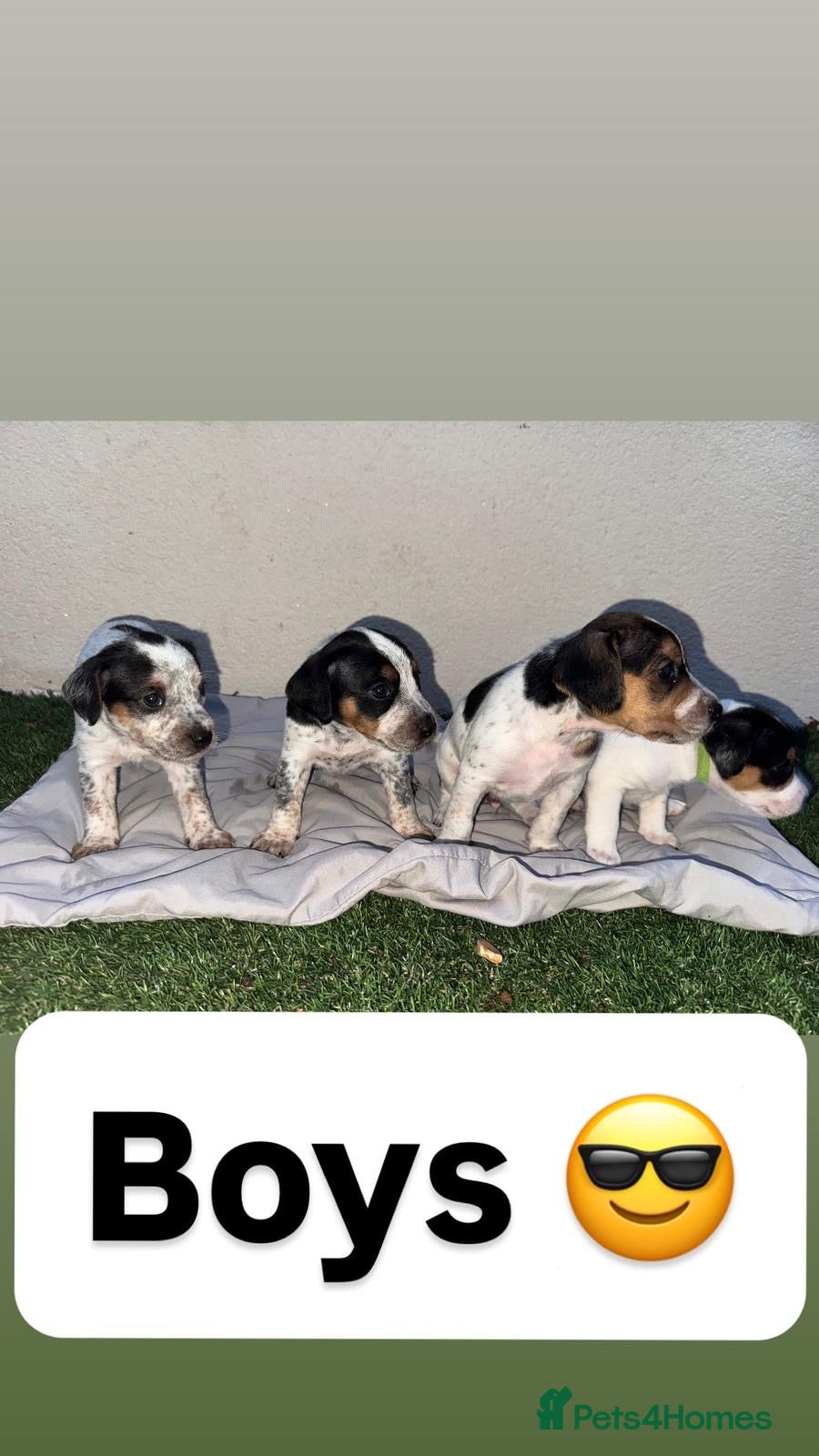 Jack Russell dogs jack Russell puppys 4💙. 6🩷 - Advert 2