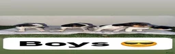 Jack Russell dogs for sale: jack Russell puppys 4💙. 6🩷 - Advert 2