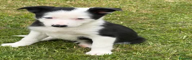 Border Collie Puppy 9