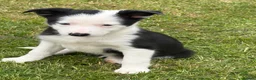Border Collie dogs for sale: ⭐️BORDER COLLIE PUPS⭐️ READY TO GO - Advert 25