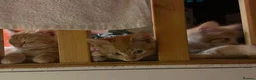 Mixed Breed cats for sale: Three beautiful ginger kittens  - Advert 5