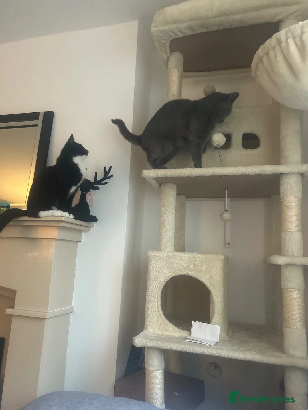Mixed Breed cats for sale: Urgently needs her forever home in Skelmersdale - Advert 2