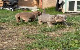 Mixed Breed dogs for sale: Beautiful lilac cane Corso x bulldog pups  - Image 9