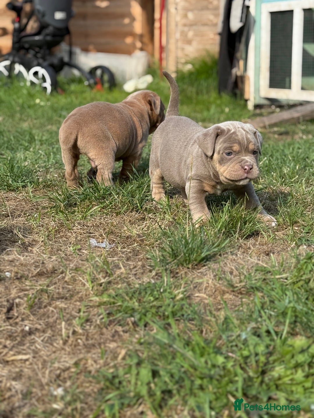 Mixed Breed dogs for sale: Beautiful lilac cane Corso x bulldog pups  - Image 9