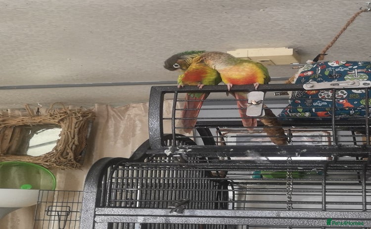 Conures birds - Advert 1