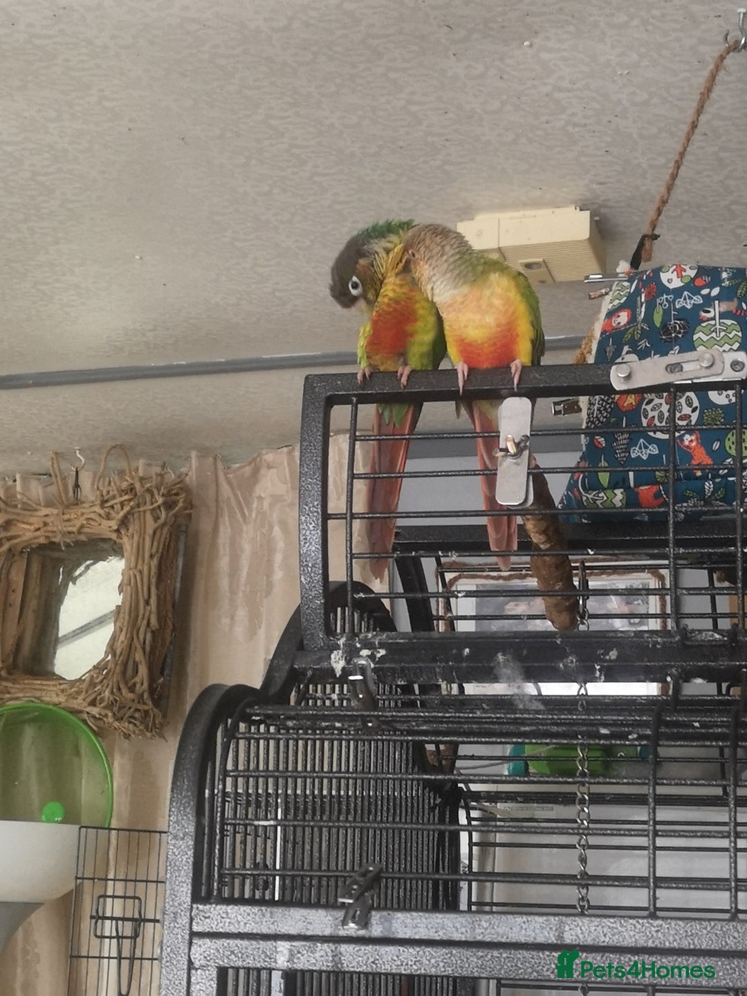 Conures birds for sale: 2 conures 1 silly tame 1semi tame  - Image 1