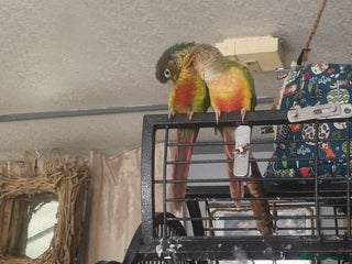Conures birds - Advert 4