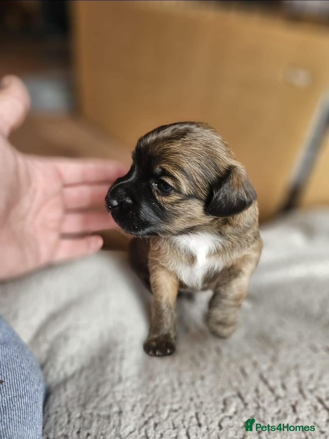Mixed Breed dogs for sale: Spaniel jack cross jack chi pups - Image 5
