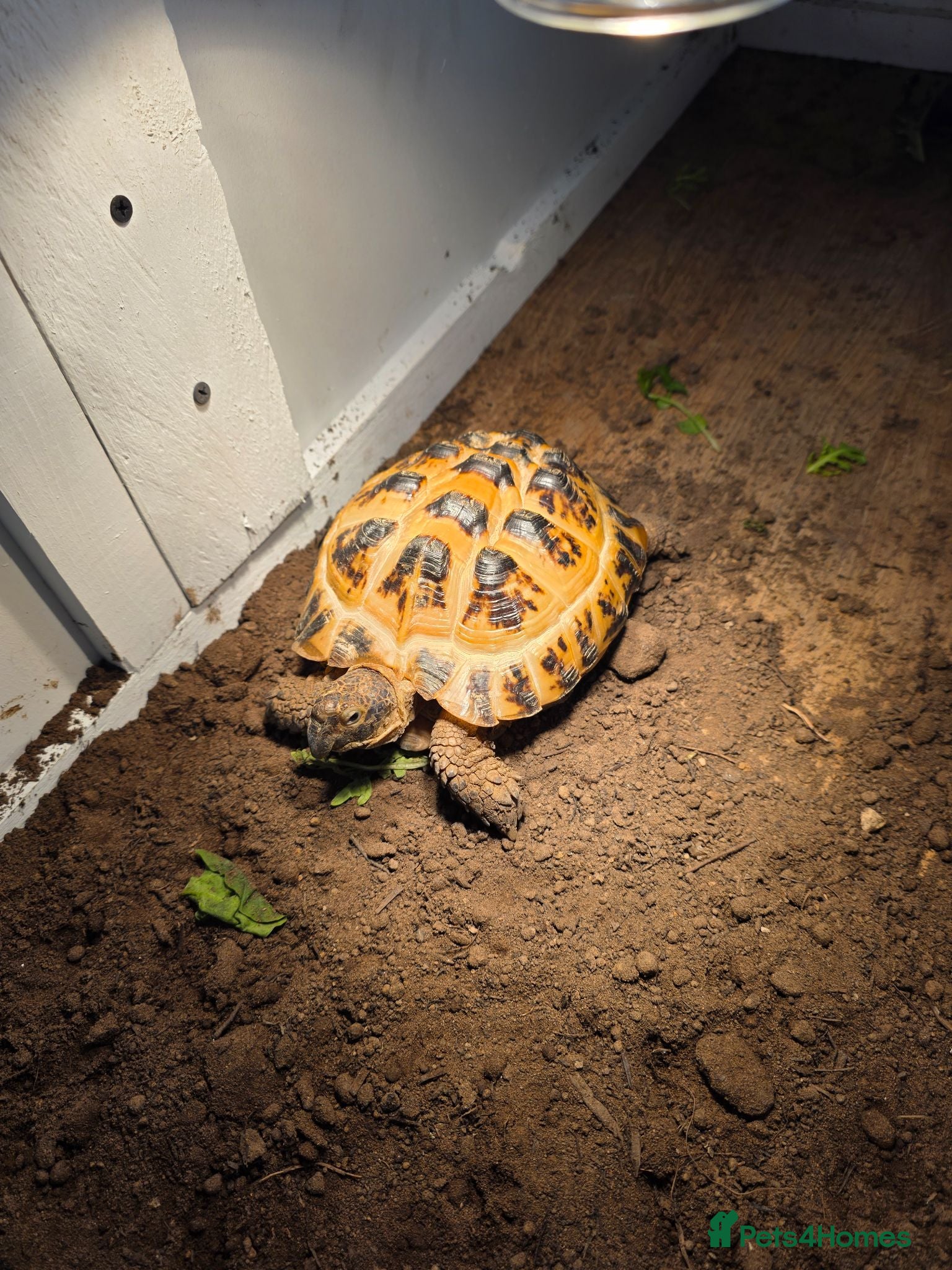 Tortoise reptiles Horsefield tortoise  - Advert 1