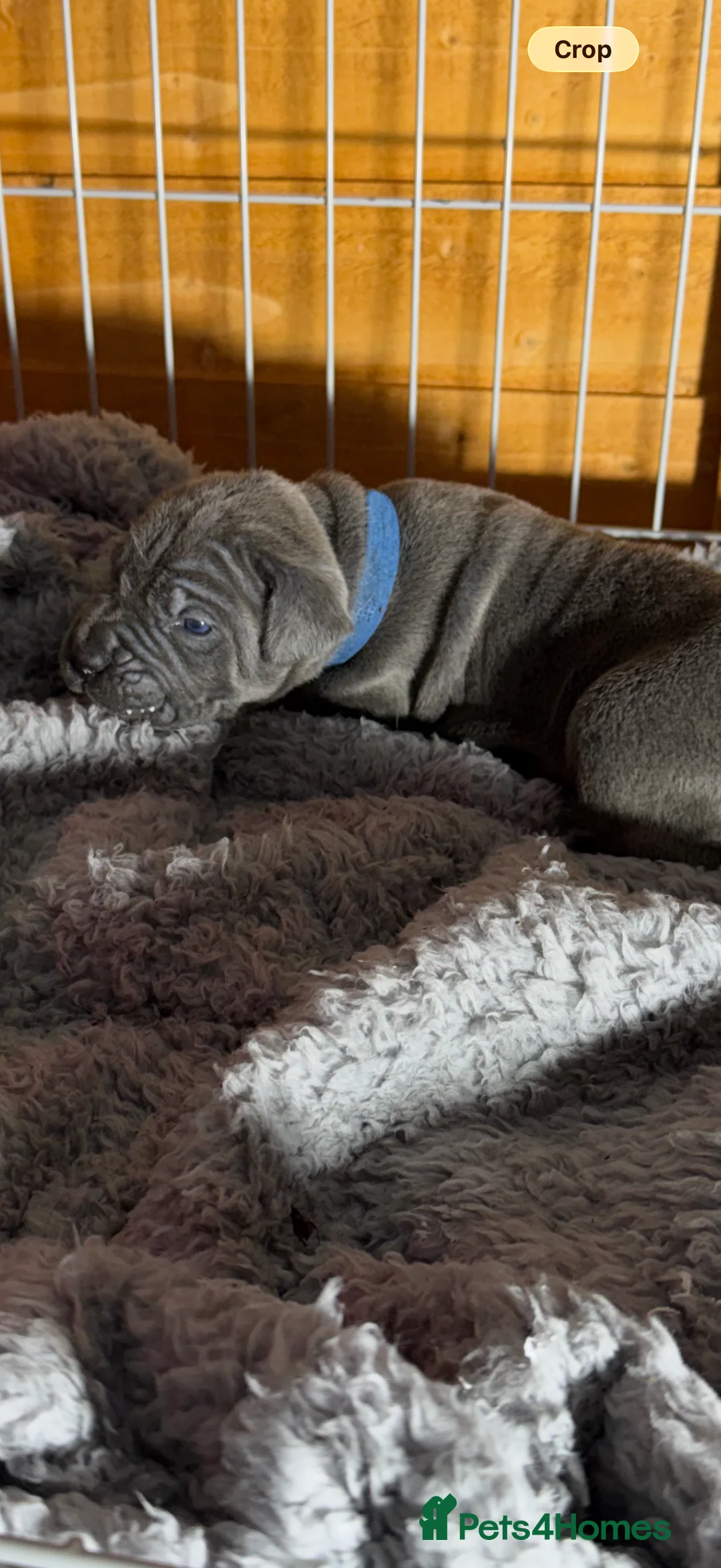 Cane Corso dogs for sale: PURE CANE CORSO PUPPIES FOR SALE !!!! - Advert 9