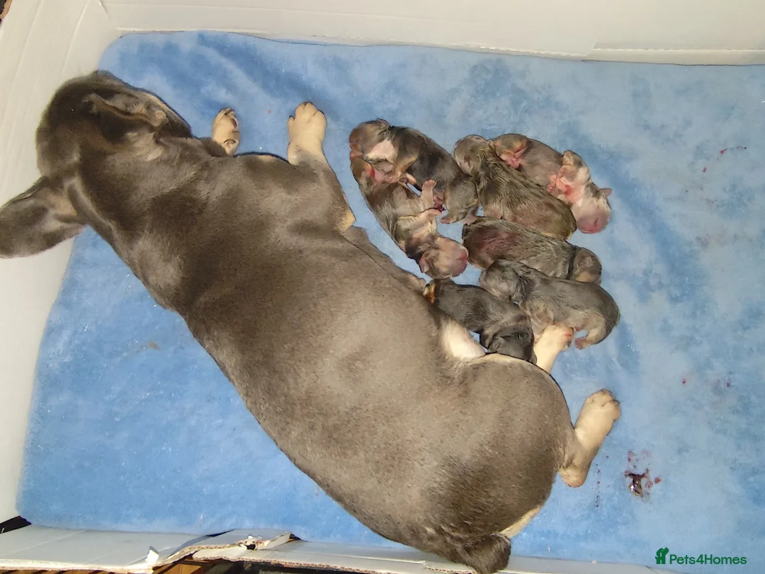 French Bulldog dogs for sale: Adorable French Bulldog Ready for New Homes KC reg - Advert 18