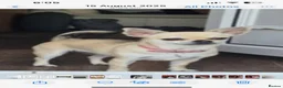 Chihuahua dogs for sale: Chihuahua puppy  in Hamilton - Advert 2