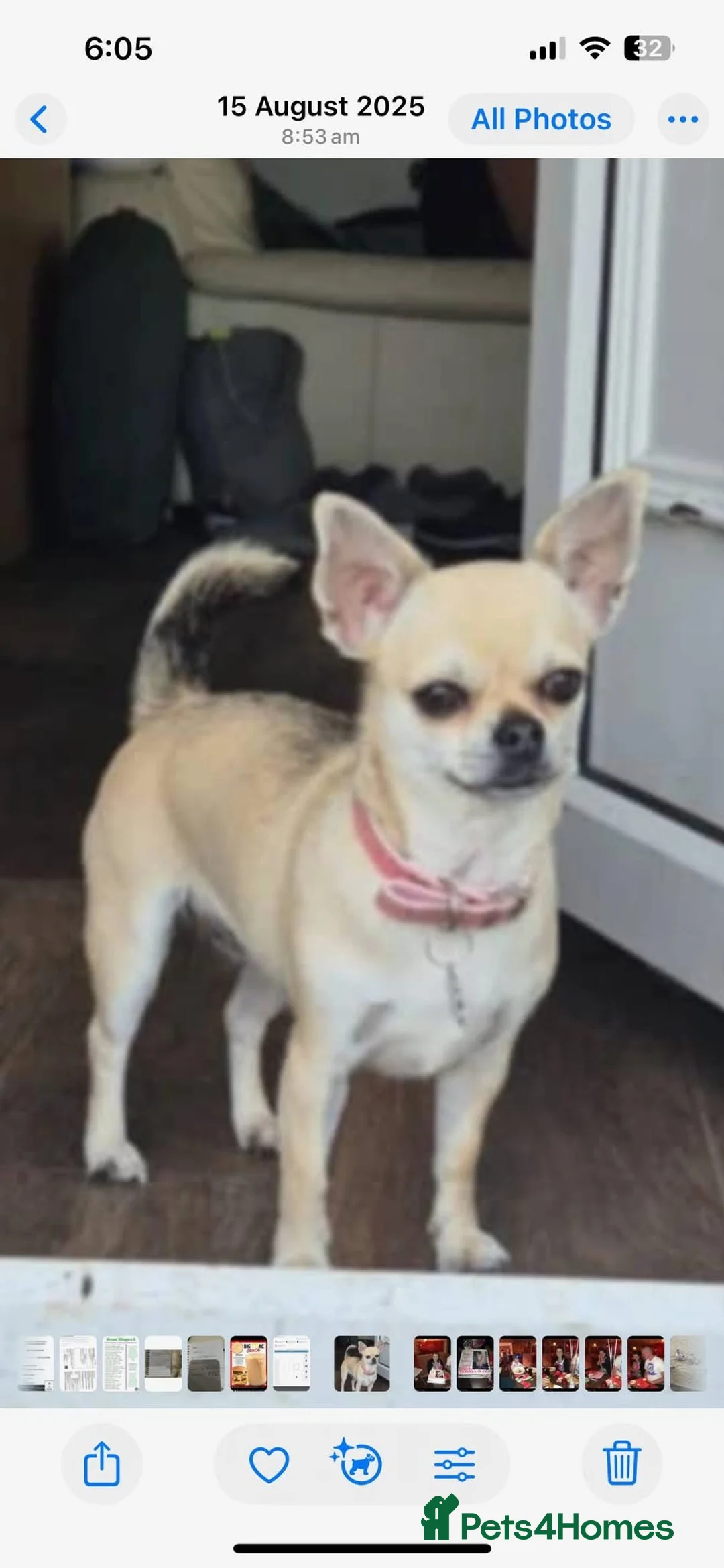 Chihuahua dogs for sale: Chihuahua puppy  in Hamilton - Advert 2