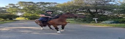 English Thoroughbred horses for sale: 16.1hh Weatherby’s reg TB Mare  - Advert 8