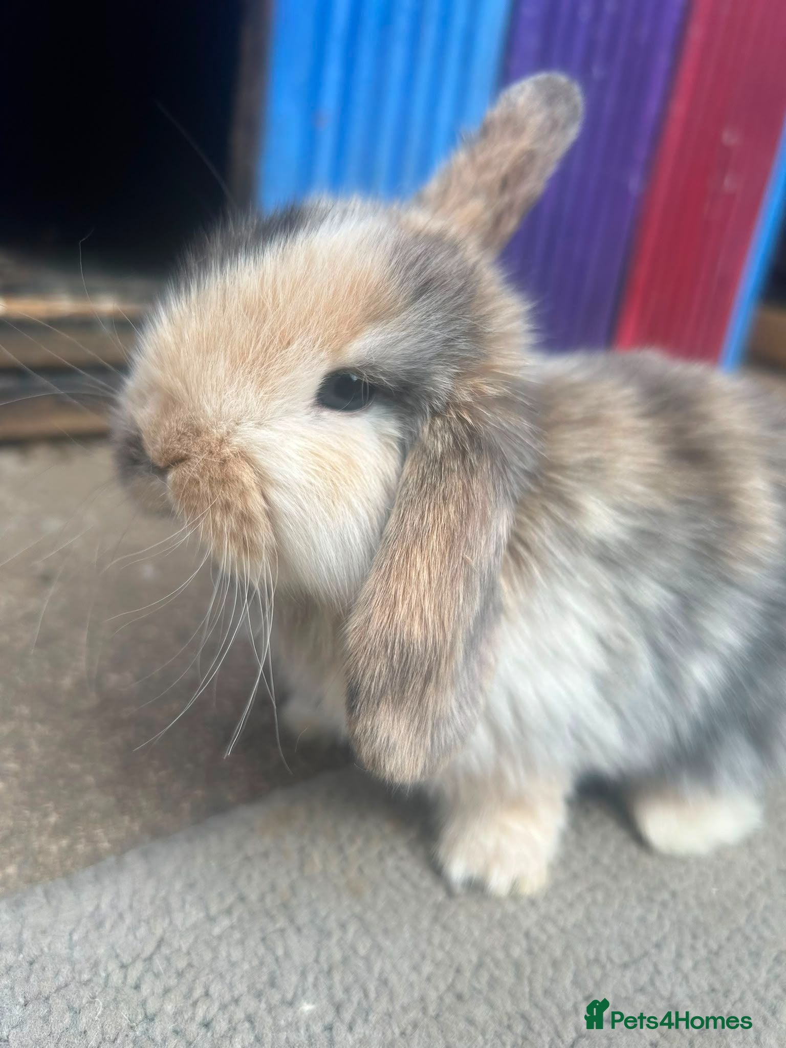 Mini Lion Lop rabbits lop x Lion head baby bunnies  - Advert 16