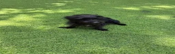 Jackapoo dogs for sale: Joseph  - Advert 1