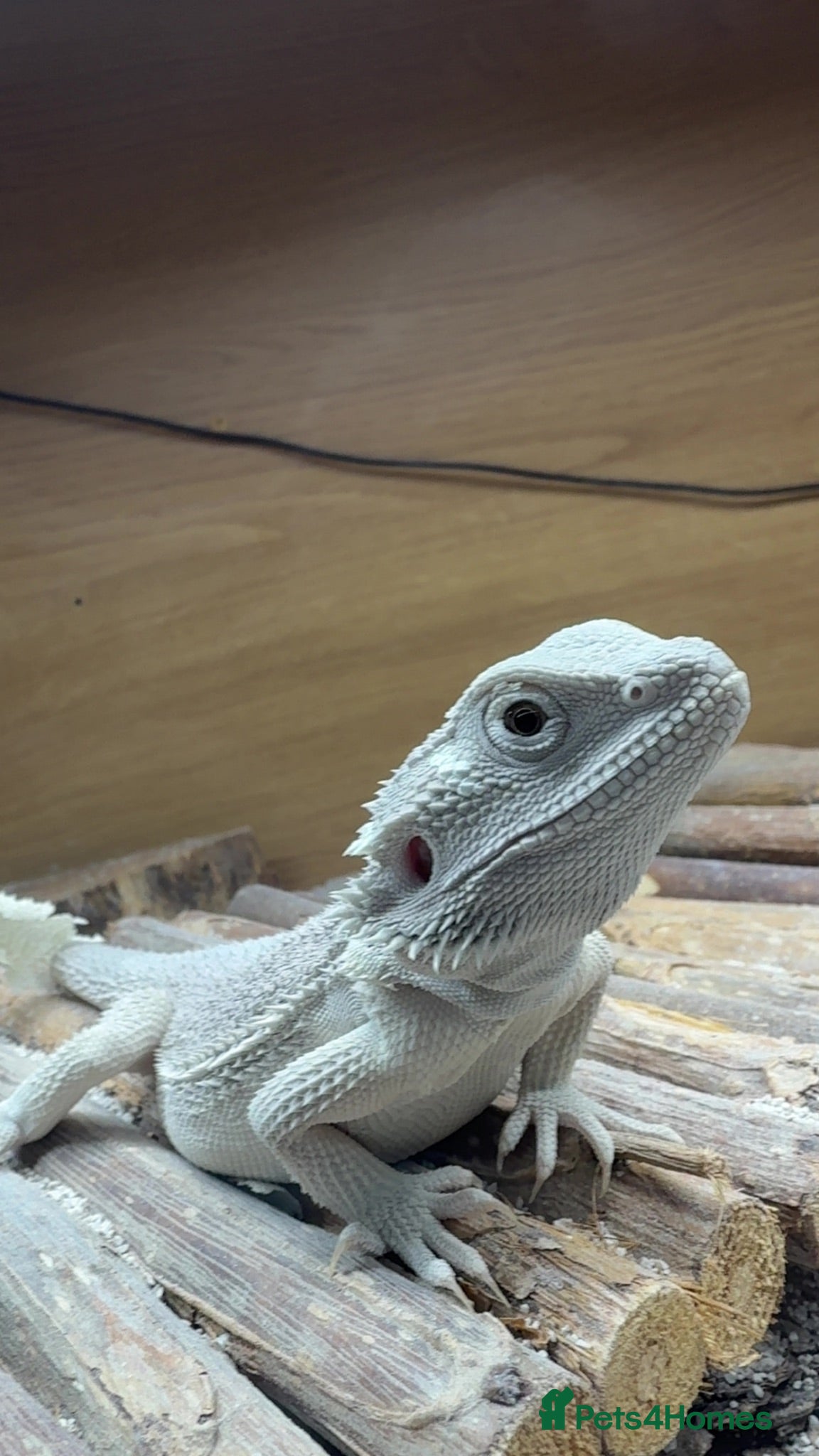 Bearded Dragon reptiles 2 bearded dragons / leopard gecko - Advert 1