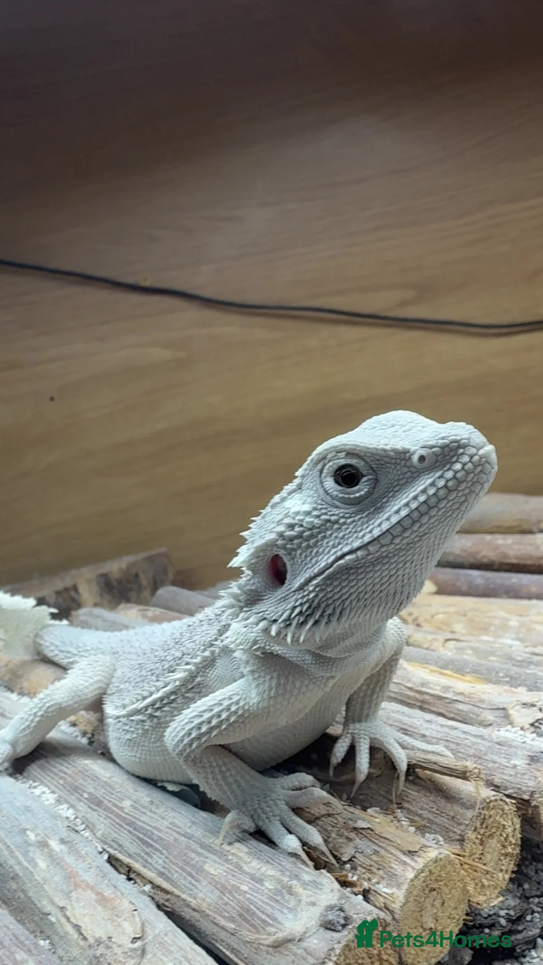 Bearded Dragon reptiles for sale: 2 bearded dragons / leopard gecko - Advert 2