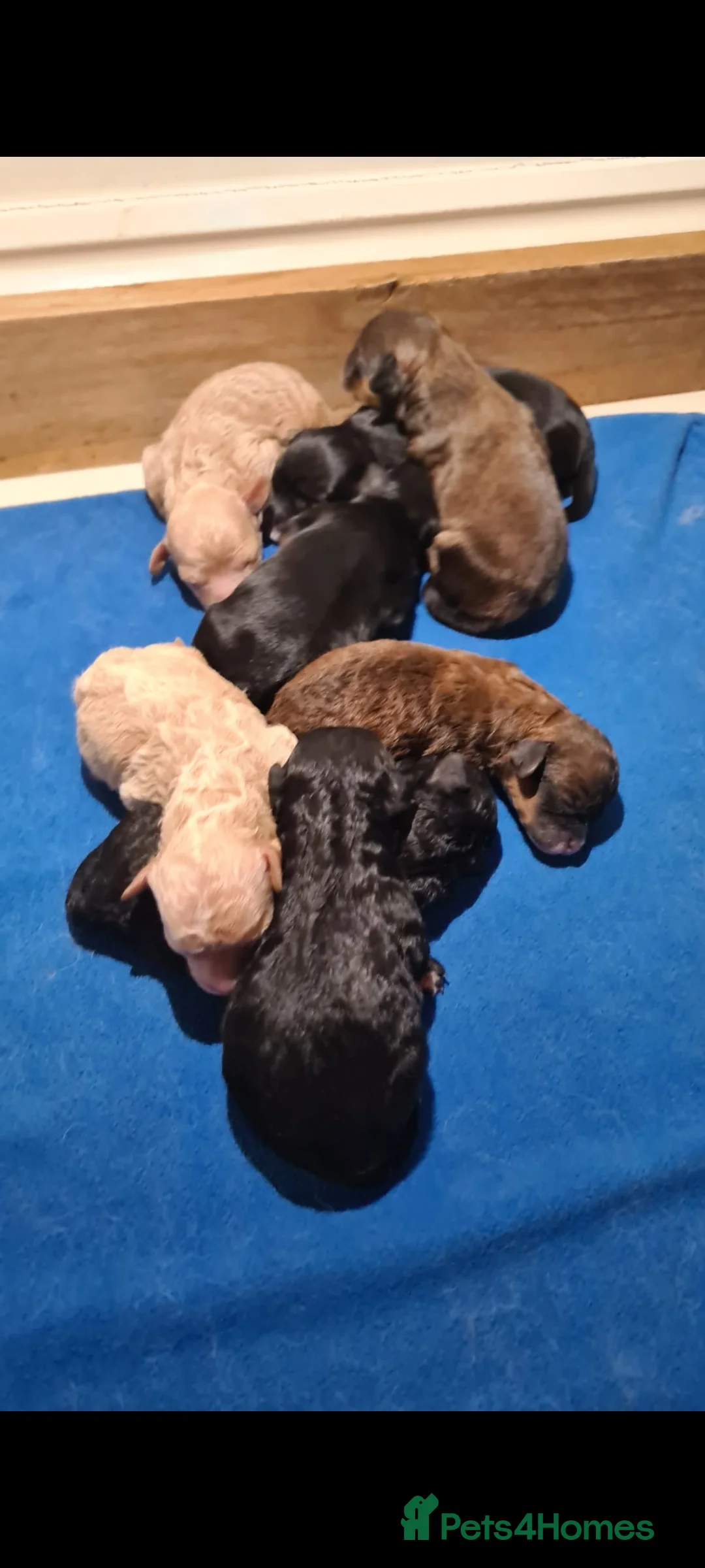 Cavapoo dogs for stud: Experienced, proven and health tested cavapoo stud in London - Advert 6