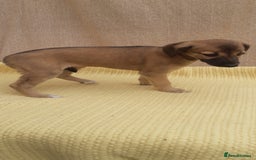 Lurcher dogs for sale: Lurcher puppies for sale.  - Image 9