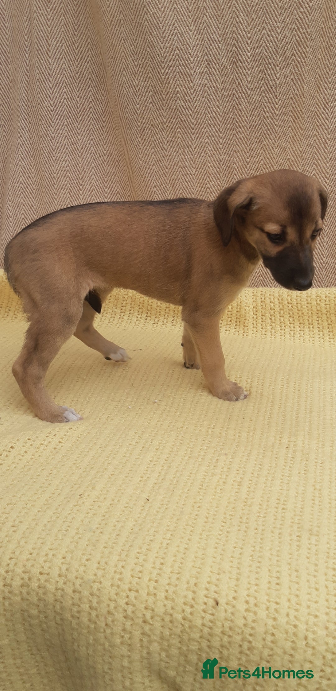 Lurcher dogs for sale: Lurcher puppies for sale.  - Image 9