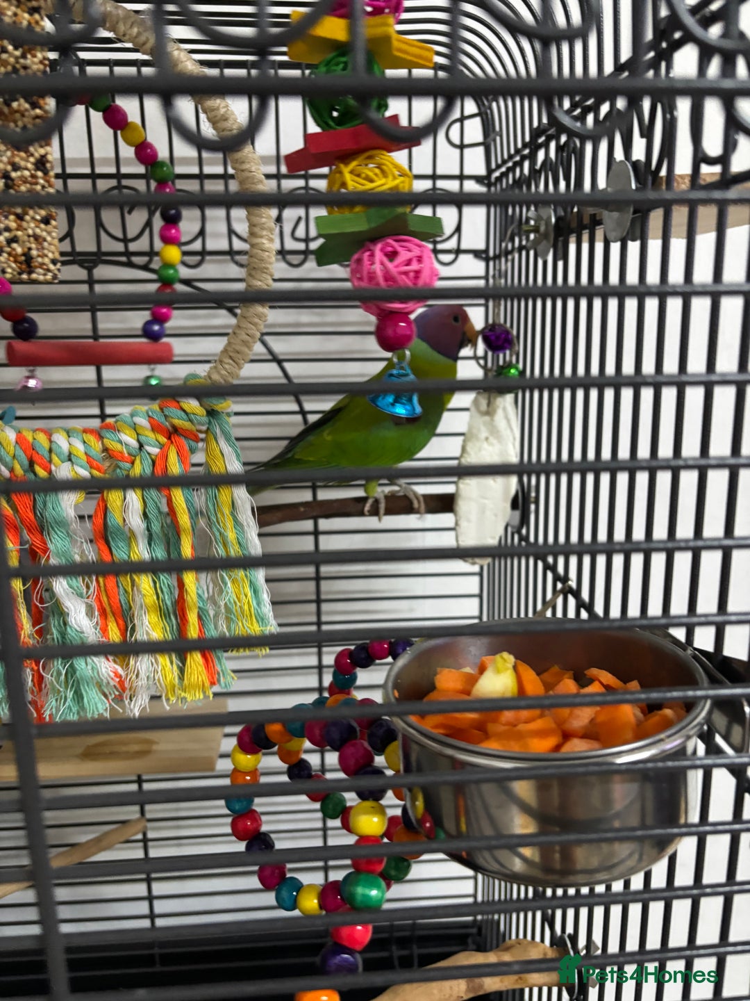 Parakeets birds for sale: Plum headed parakeet  - Advert 3