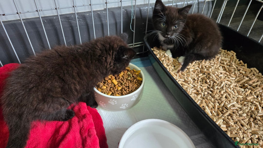 Mixed Breed cats for sale: 3 beautiful female kittens  - Image 2