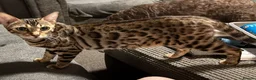 Bengal cats for sale: Bengal 75% maine coon 25%   - Advert 9
