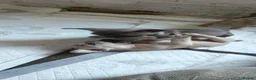 French Bulldog dogs for sale: Unique and beautiful French bulldogs puppies in Reading - Advert 7