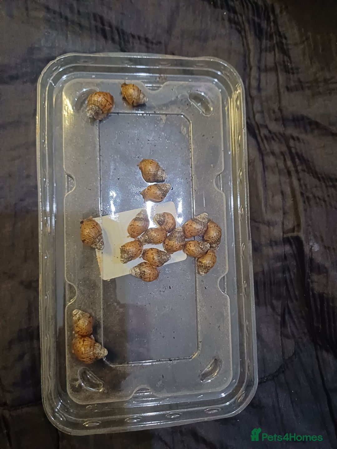Snails invertebrates for sale: Giant African Land Snails  - Advert 1