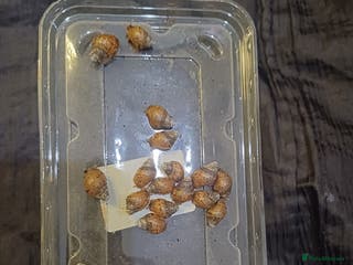 Snails invertebrates Giant African Land Snails - Advert 2