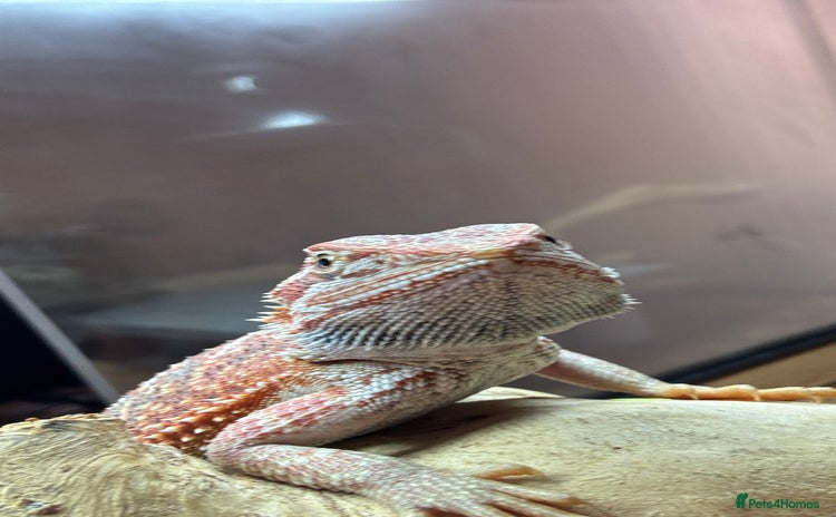 Bearded Dragon reptiles - Advert 1