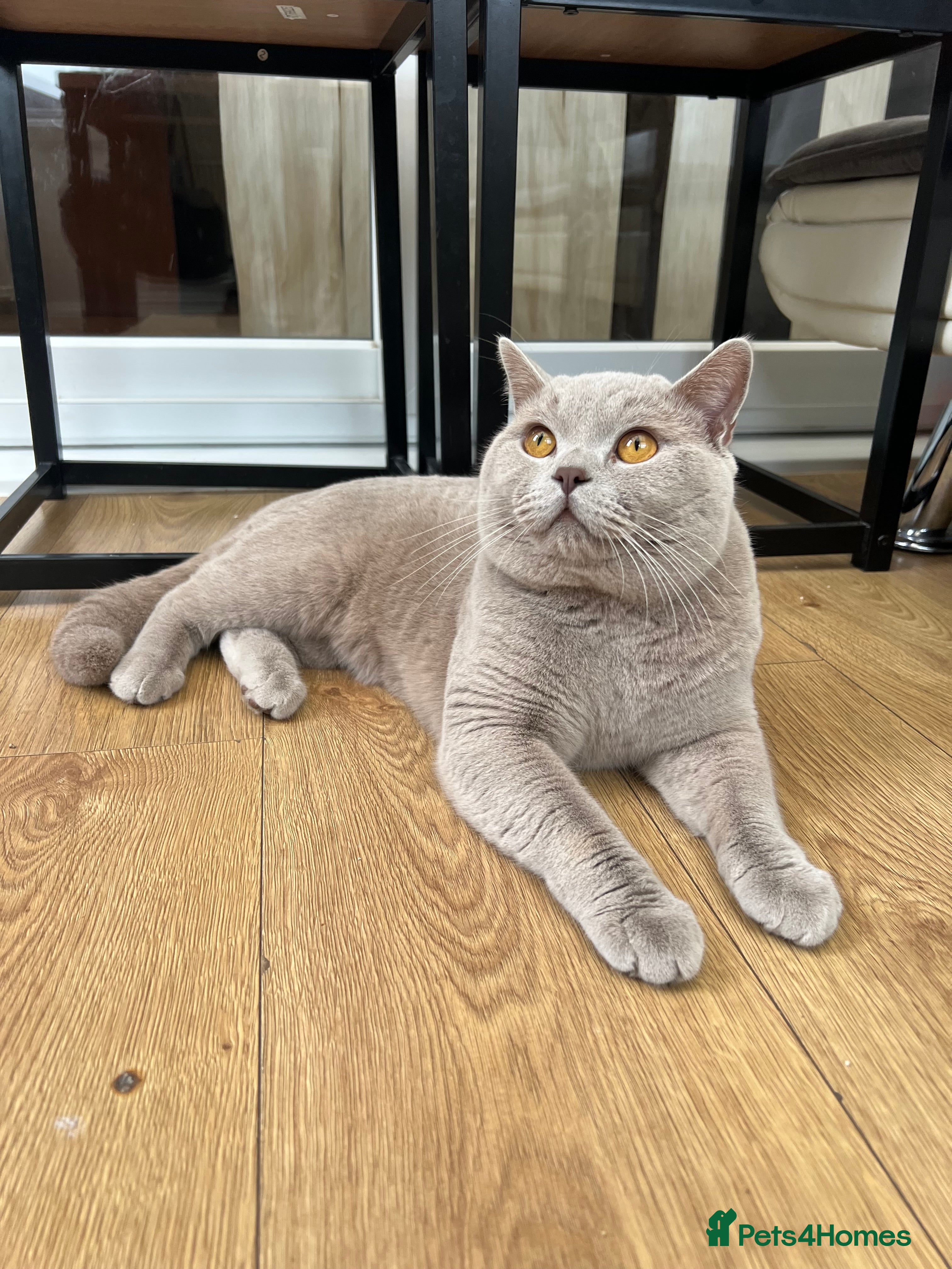 British Shorthair cats British shorthair lilac STUD - Advert 16