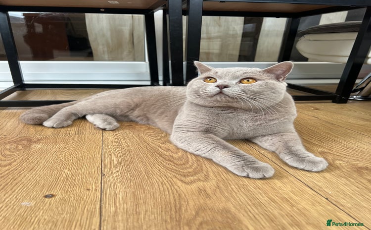 British Shorthair cats - Advert 2