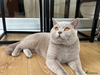British Shorthair cats - Advert 1