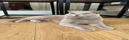 British Shorthair cats for stud: British shorthair lilac STUD - Advert 1