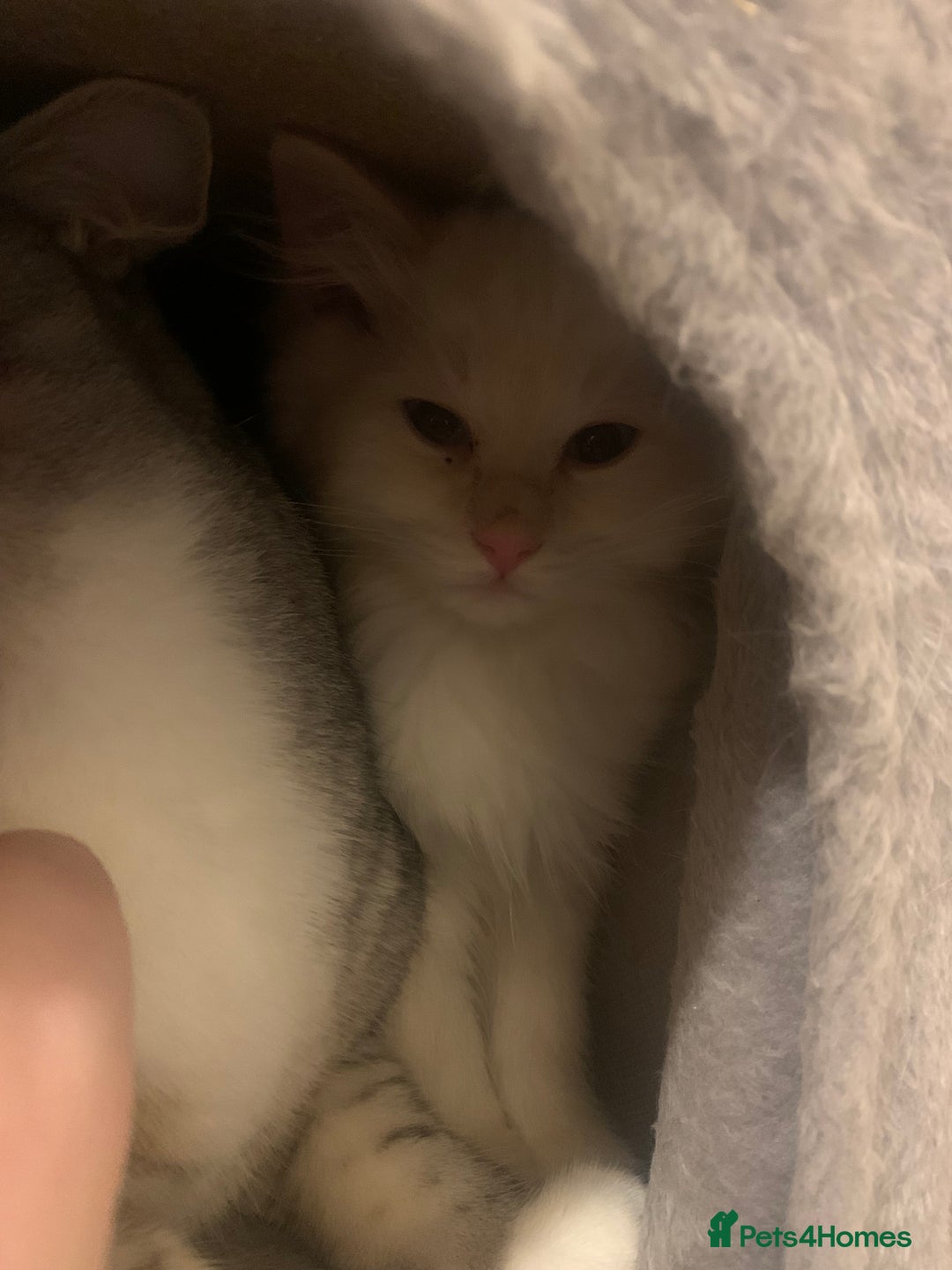 Ragdoll cats for sale: 4 Ragdoll kittens  - Advert 7