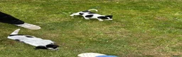 Mixed Breed dogs for sale: Australian cattle dog X Collie Greyhound  - Advert 2